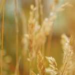 愛知県　碧南市で見かけた、号泣女子　2026年04月20日